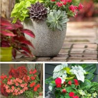 DIY Outdoor: Making Porch Plants For Summer